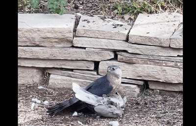 Falcon attacking large bird in our backyard (Arvada, Colorado)
